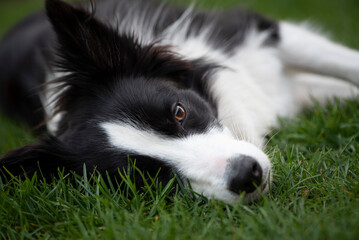 head of Border Collie