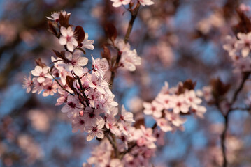 in the bloom