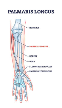 Palmaris longus skeletal and muscular body structure for human arm outline diagram. Labeled educational scheme with anatomical and medical hand inner parts physical description vector illustration.