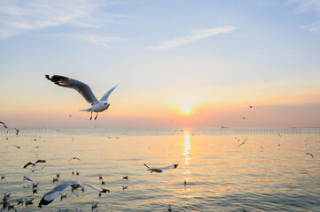 Fototapeta na wymiar seagulls flying above the sea at beautiful sunset time with a twilight scene.