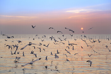 seagulls flying above the sea at beautiful sunset time with a twilight scene.