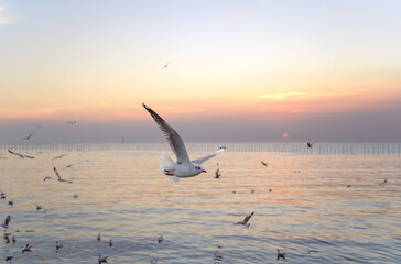 Fototapeta na wymiar seagulls flying above the sea at beautiful sunset time with a twilight scene.