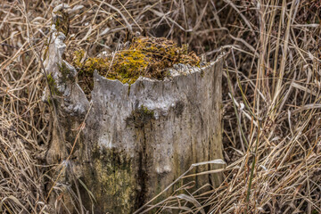 Fototapeta premium Rotted tree stump closeup