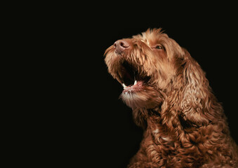 Barking dog with mouth wide open, close up. Dog in motion. Sideview of brown female Labradoodle dog on dark background. Concept for barking, howling or aggressive dog behavior. Selective focus.