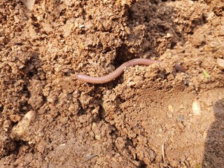 Earthworm on the soil. A earthworm is a terrestrial invertebrate that belongs to the phylum Annelida. They are found all over the world. Earthworms are commonly found in soil and water. 