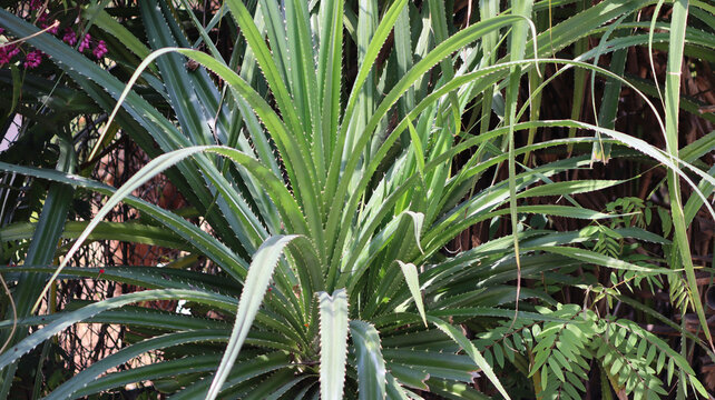 Kewra(Pandanus) flower(Thazhampoo) it is greenry natural