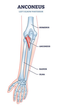 Anconeus muscle as left elbow posterior view medical description in outline diagram. Labeled educational skeletal structure with anatomical humerus, radius and ulna bones location vector illustration.