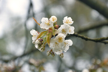 Blooming tree in spring.
White apple flowers  with yellow stamens and young leaves in a spring day.Botanical photo outdoors.