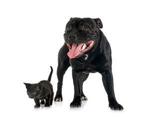 staffordshire bull terrier and kitten