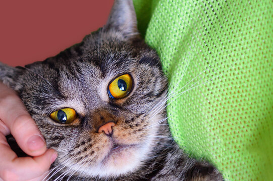 Close-up portrait of a beautiful gray cat with bright yellow eyes which is hugged and stroked with hands. Cat Day, pet care.