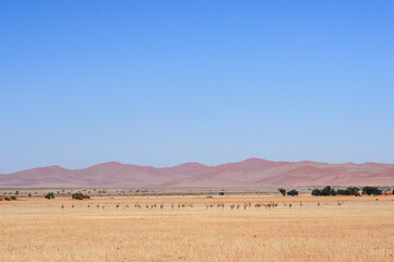 Landscape in the Namib Desert / Landscape with a herd of springbok in the Namib Desert, Namibia, Africa.
