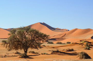 Acacia trees and dunes in the Namib desert / Dunes and camel thorn trees , Vachellia erioloba, in the Namib desert, Sossusvlei, Namibia, Africa.