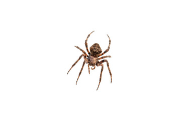 Huge brown hairy spider over white background