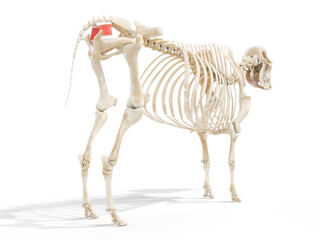 3d rendered anatomy illustration of the cows muscles - the coccygeus