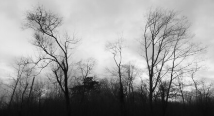 Black silhouette of trees branches in front of an overcast white background