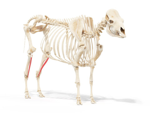 3d rendered anatomy illustration of the cows muscles - the fibularis tertius
