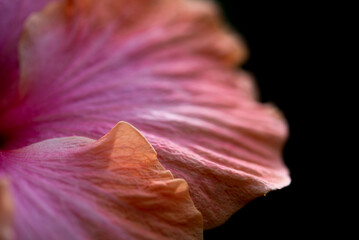 Fototapeta na wymiar A close up photograph of a Hibiscus flower leaf