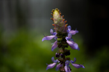 A macro photograph up close of a  flower ready to open with purple leaves 