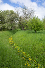 
Ditch grown by blooming yellow marsh-marigold running through the green meadow and blooming orchard on spring