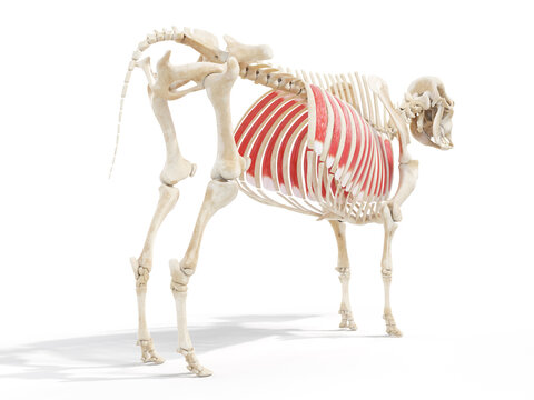 3d rendered anatomy illustration of the cows muscles - the intercostales externi
