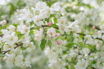 Fototapeta na wymiar Closeup of white blooming apple tree branch.