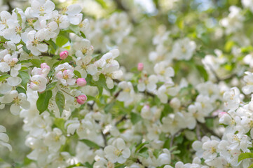 Closeup of white blooming apple tree branch. 
