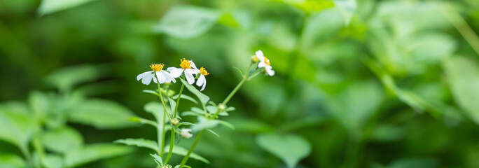 Closeup of mini white flower with yellow pollen under sunlight with copy space using as background green natural plants landscape, ecology cover page concept.
