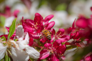 Closeup of white and red cherry tree flowers. Bee with pollen sacs on her legs gathering nectar 
