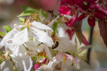 Closeup of bee collecting honey from white and red cherry tree flowers. Focus on bee
