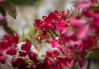 Closeup of honeybee collecting honey from pink and white cherry tree flower. Pollen sacs on legs