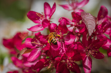 Closeup of bee collecting honey from pink cherry tree flower