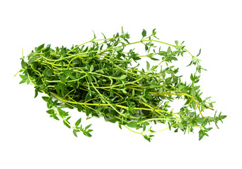 Bunch of fresh thyme on isolated white background