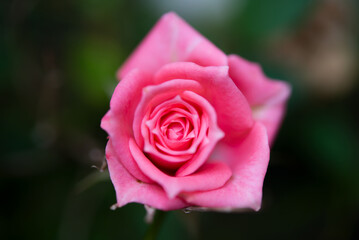 Formed pink rose macro photograph with a shallow depth of field