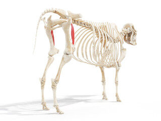 3d rendered anatomy illustration of the cows muscles - the retus femoris