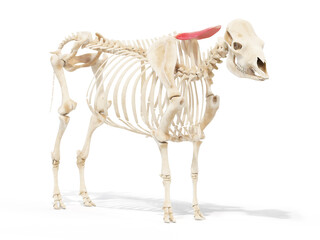 3d rendered anatomy illustration of the cows muscles - the rhomboideus cervicis