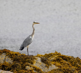 Grey Heron (ardea cinerea) in a Scottish Sea Loch