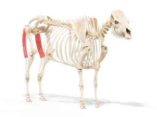 3d rendered anatomy illustration of the cows muscles - the semitendinosus