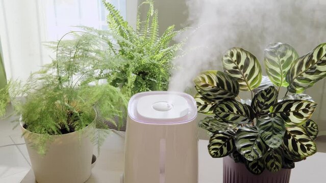 A humidifier among indoor plants. Close up photo of white air humidifier spreading steam. Humidification of dry air. Moisture increase in the apartment.