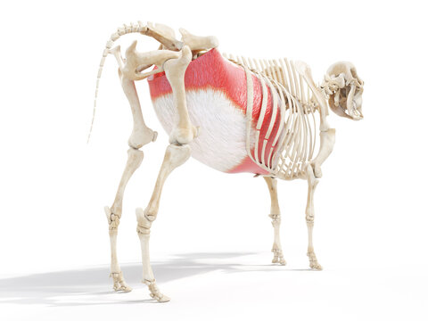 3d rendered anatomy illustration of the cows muscles - the transverse abdominal