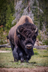 A large male bison roams through Yellowstone National Park, WY.
