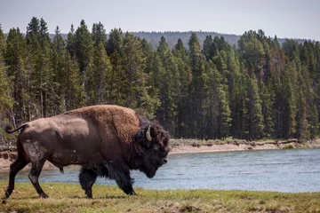 Papier Peint photo autocollant Bison A bison crosses the Yellowstone River in Yellowstone's Hayden Valley.