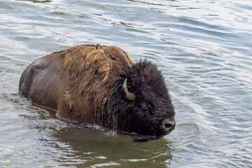 A bison crosses the Yellowstone River in Yellowstone's Hayden Valley.