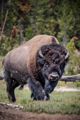 A large male bison roams through Yellowstone's Hayden Valley.