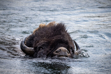 Un bison traverse la rivière Yellowstone dans le parc national de Yellowstone.