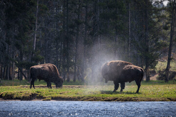 Bison and wildlife in Yellowstone National Park. 