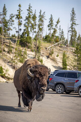 A bison roams through a parking lot in Yellowstone National Park, WY. © Cavan