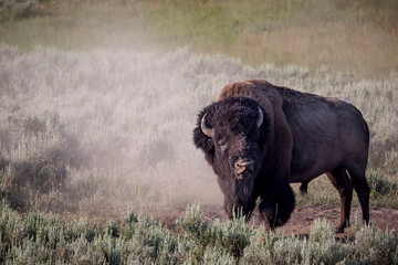 A bison roams through the Hayden Valley in Yellowstone.