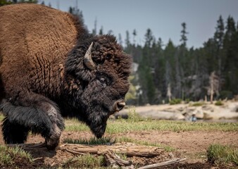 A bison roams on a river bank in Yellowstone National Park. © Cavan