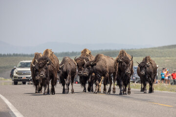 A herd of buffalo block traffic in Yellowstone National Park, WY.