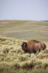 A male bison roams through Yellowstone's Hayden Valley.